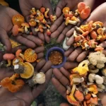 Zimbabve