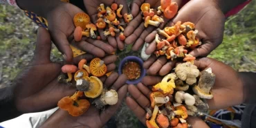 Zimbabve