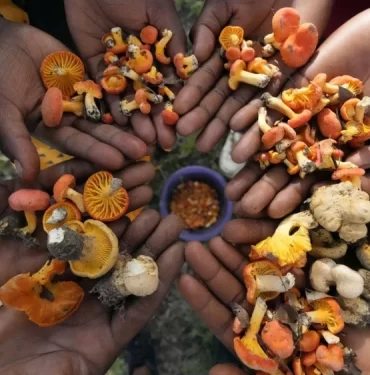 Zimbabve