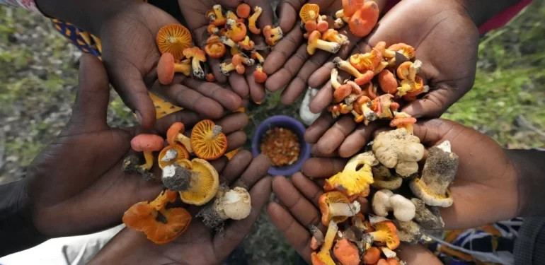 Zimbabve