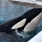 kiska