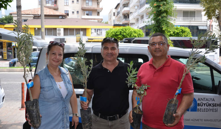 Büyükşehir’den üreticiye zeytin fidanı desteği