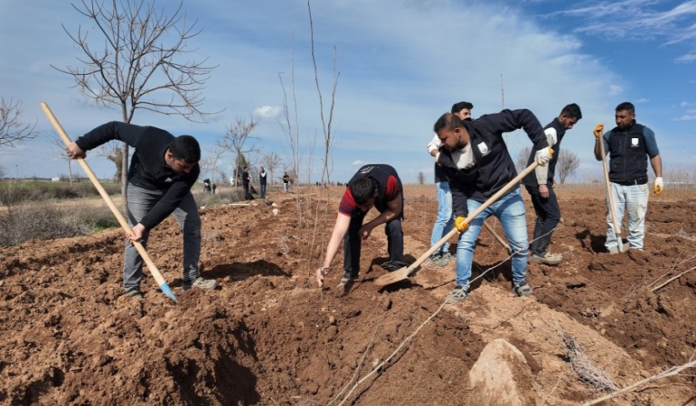 BÜYÜKŞEHİR BELEDİYESİ KENDİ ÜRETİYOR, 20 BİN ÇINAR ŞANLIURFA İÇİN HAZIRLANIYOR